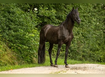 PRE, Semental, 17 años, 165 cm, Perla