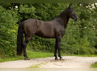 PRE, Semental, 18 años, 165 cm, Perla