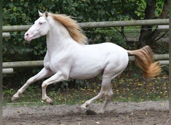 PRE, Semental, 14 años, 152 cm, Perlino