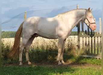PRE, Semental, 14 años, 152 cm, Perlino