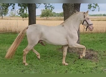 PRE, Semental, 14 años, 152 cm, Perlino