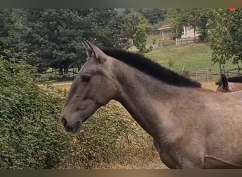 PRE, Semental, Potro (02/2025), 148 cm