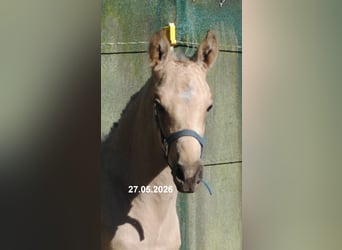 PRE, Semental, Potro (01/2026), 158 cm, Buckskin/Bayo