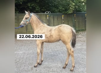 PRE, Semental, Potro (01/2026), 158 cm, Buckskin/Bayo