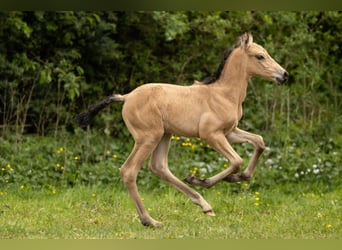 PRE, Semental, Potro (04/2026), 160 cm, Buckskin/Bayo
