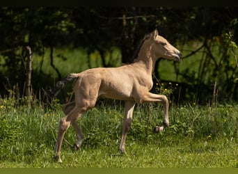 PRE, Semental, Potro (04/2026), 160 cm, Buckskin/Bayo