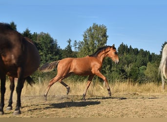 PRE, Semental, Potro (01/2026), 160 cm