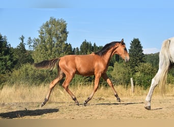 PRE, Semental, Potro (01/2026), 160 cm