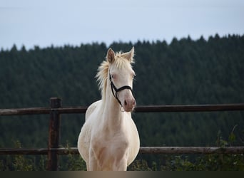 PRE, Semental, Potro (01/2026), 160 cm, Perlino