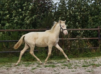 PRE, Semental, Potro (01/2026), 160 cm, Perlino