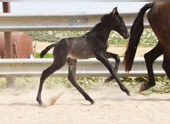 PRE, Semental, , 163 cm, Negro