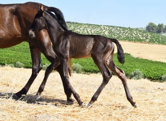 PRE, Semental, , 163 cm, Negro