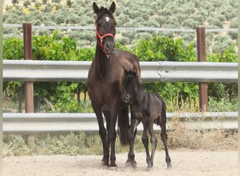 PRE, Semental, , 163 cm, Negro