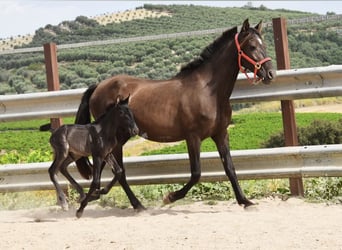 PRE, Semental, , 163 cm, Negro