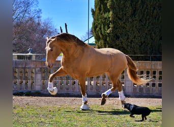 PRE, Semental, Potro (05/2024), 164 cm, Castaño