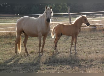 PRE, Semental, Potro (06/2026), 164 cm, Palomino
