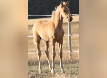 PRE, Semental, Potro (06/2026), 164 cm, Palomino