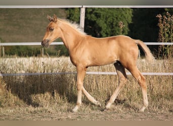 PRE, Semental, Potro (06/2026), 164 cm, Palomino