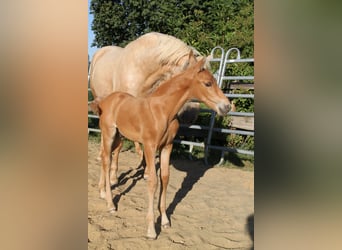 PRE, Semental, Potro (06/2026), 164 cm, Palomino