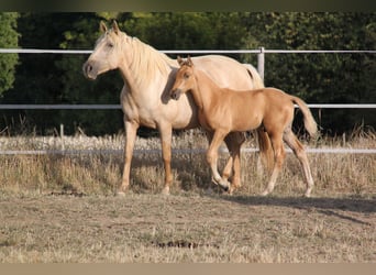 PRE, Semental, Potro (06/2026), 164 cm, Palomino