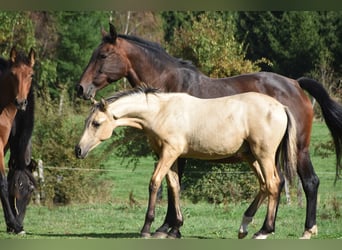 PRE, Semental, Potro (03/2026), 165 cm, Buckskin/Bayo