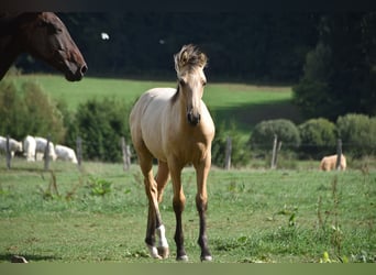 PRE, Semental, Potro (03/2026), 165 cm, Buckskin/Bayo
