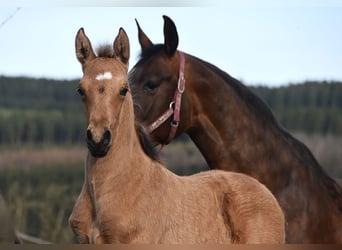 PRE, Semental, Potro (03/2026), 165 cm