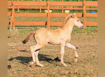 PRE, Semental, Potro (06/2026), 165 cm, Perla