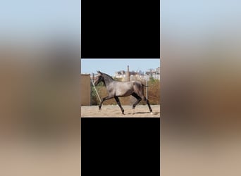 PRE, Semental, Potro (10/2025), 165 cm, Tordo