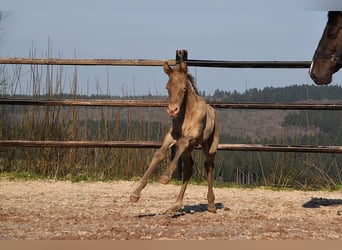 PRE, Semental, Potro (03/2026), 170 cm, Perla