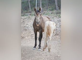 PRE, Semental, Potro (08/2023), 173 cm, Perlino