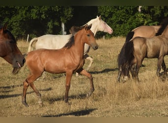 PRE, Semental, Potro (01/2026), Buckskin/Bayo