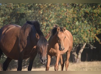 PRE, Semental, Potro (01/2026), Buckskin/Bayo