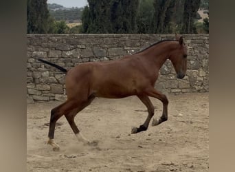PRE, Semental, , Castaño