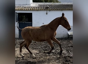 PRE, Semental, , Castaño