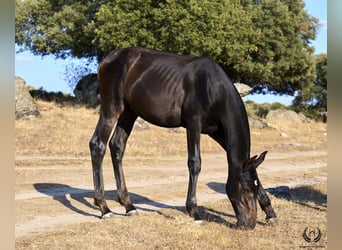 PRE, Semental, Potro (04/2024), Castaño oscuro