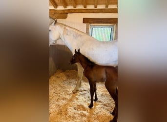 PRE, Semental, Potro (04/2026), Musgo