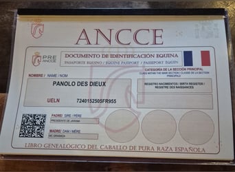 PRE, Semental, Potro (04/2025), Perlino