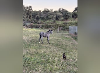 PRE, Semental, Potro (04/2023), Tordo picazo
