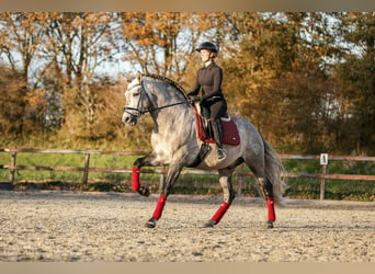 PRE, Semental, 7 años, 170 cm, Tordo rodado