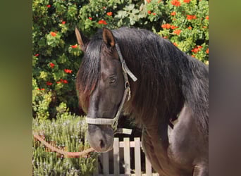 PRE, Stallion, 10 years, 15.2 hh, Black