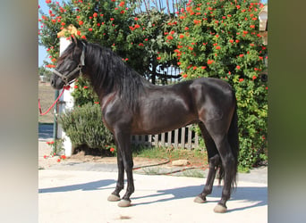 PRE, Stallion, 10 years, 15.2 hh, Black