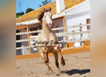 PRE, Stallion, 10 years, 15.2 hh, Perlino