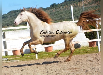 PRE, Stallion, 10 years, 15.2 hh, Perlino