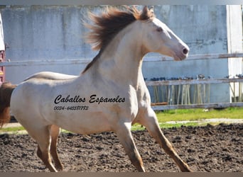 PRE, Stallion, 10 years, 15.2 hh, Perlino