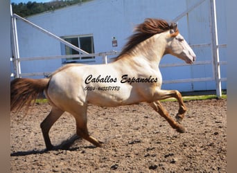PRE, Stallion, 10 years, 15.2 hh, Perlino