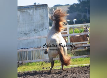 PRE, Stallion, 10 years, 15.2 hh, Perlino