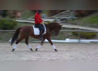 PRE, Stallion, 10 years, 15.3 hh, Chestnut-Red