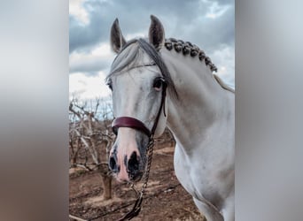 Dressagehorses Gray-dapple for sale