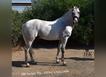 PRE Mix, Stallion, 10 years, 15,2 hh, Grey